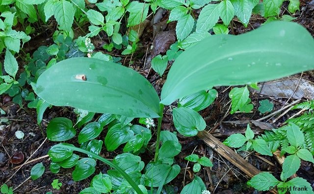 Convallaria majalis / Maiglöckchen