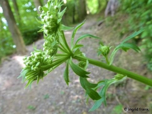 Pleurospermum austriacum / Österreichischer Rippensame