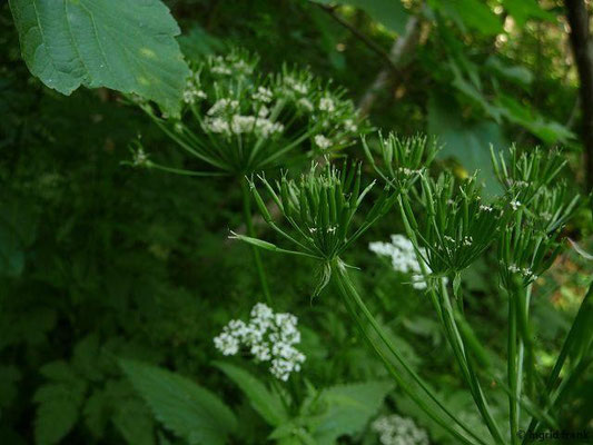 Chaerophyllum hirsutum / Behaarter Kälberkropf    (07.06.2015; Lochmoos, Altdorfer Wald)