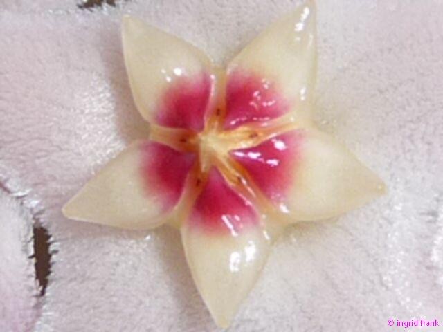 Hoya carnosa - Wachsblume / Hundsgiftgewächs