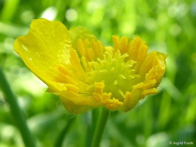 22.04.2018 - Ranunculus auricomus agg. / Artengruppe Goldschopf-Hahnenfuß