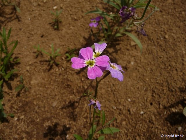 04.07.2014 - Blumenstreifen am Wegrain (vermutlich angesalbt) bei Ratzenried