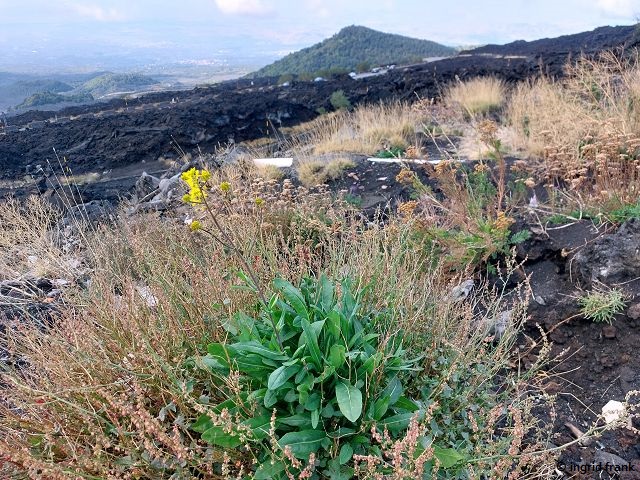 28.09.2025 - Sizilien, Ätna