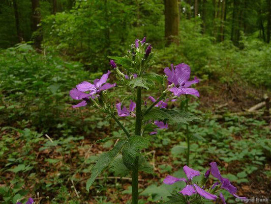 Lunaria annua / Einjähriges Silberblatt  (15.05.2015; im Hinterland von Tettnang)