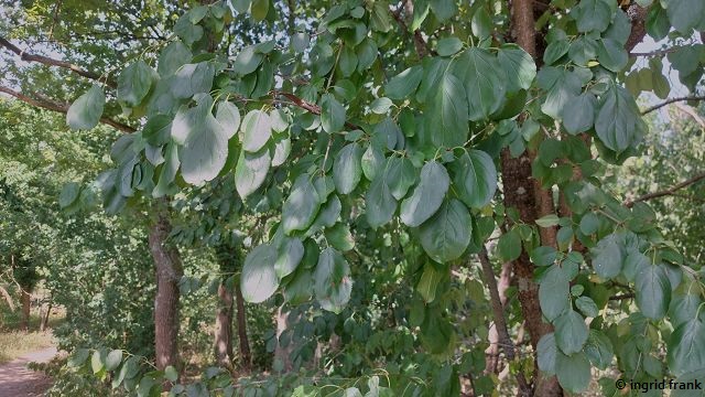 Rhamnus cathartica / Purgier-Kreuzdorn  (05.07.2025; NSG Sandhausener Dünen, Pferdstrieb)