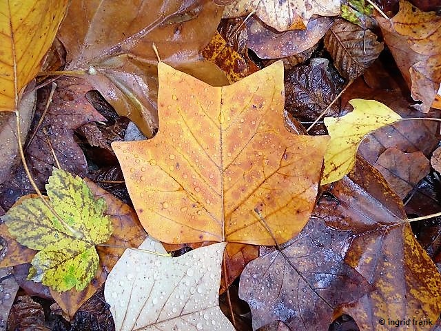 11.11.2018 - Im Baindter Wald