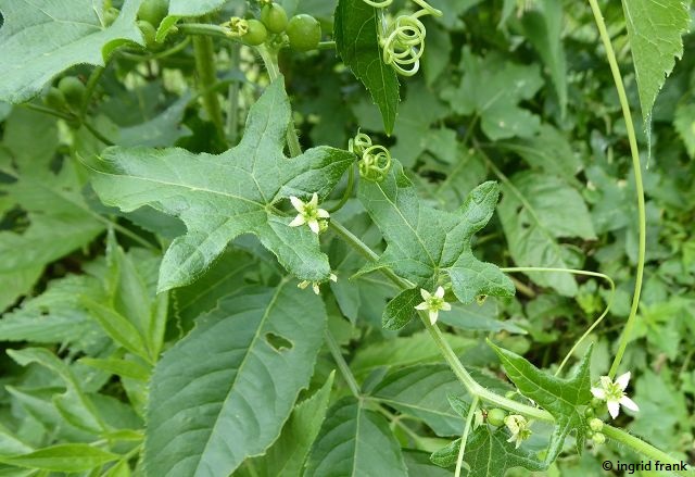 09.06.2018 -Bryonia dioica / Rotbeerige Zaunrübe