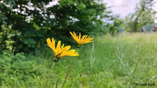 Tragopogon orientalis / Orientalischer Bocksbart  (05.06.2025; Ruine Reußenstein auf der Schwäbischen Alb)
