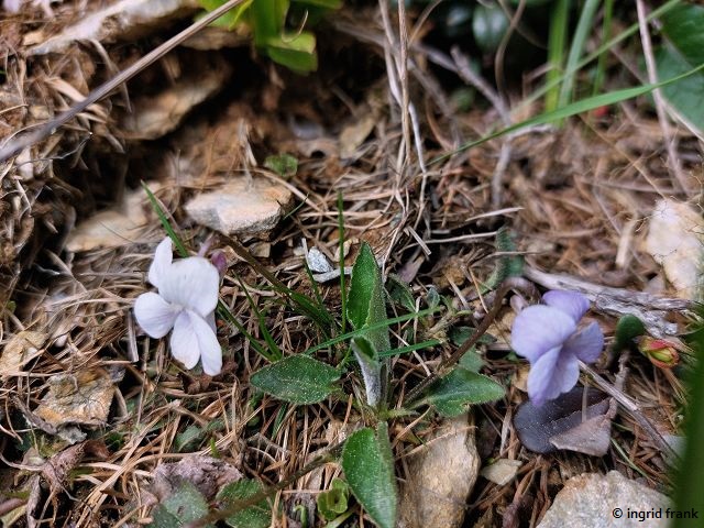 13.05.2026 - Trentino, Valsugana, Panarotta