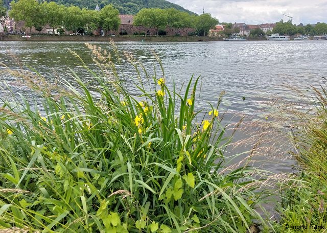 25.05.2025 - Heidelberg, am nördlichen Neckarufer