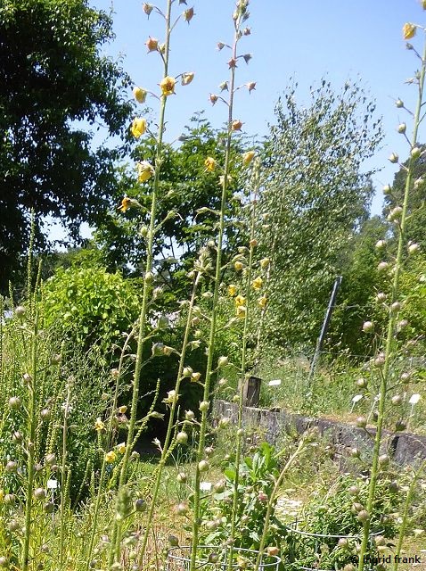 20.06.2022 - Botanischer Garten der Universität Konstanz