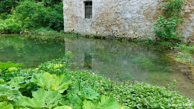 Nasturtium officinale / Gewöhnliche Brunnenkresse  (01.06.2025; Hasenbach bei der Wimsener Höhle)