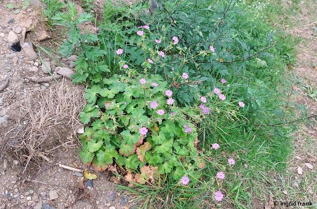 17.09.2025 - An der Ahr beim Kloster Calvarienberg
