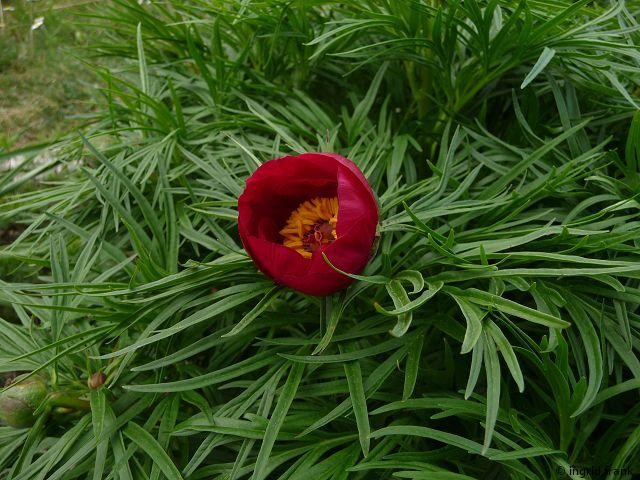 27.04.2015 - Botanischer Garten Ulm
