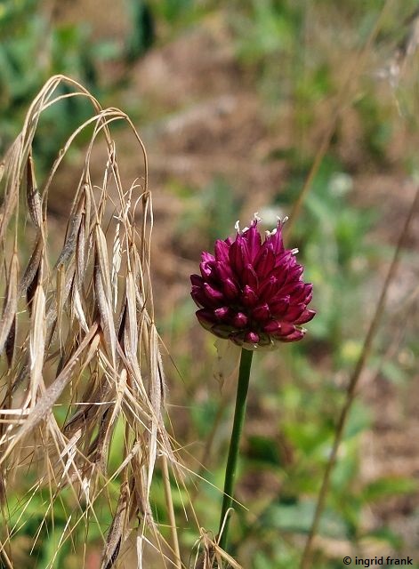 24.06.2024 - NSG Sandhausener Düne, Pferdstrieb