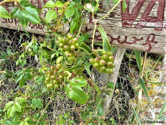 Dioscorea communis / Gewöhnliche Schmerwurz    (29.04.2019; Italien, An der Etruskischen Riviera bei Rosignano)