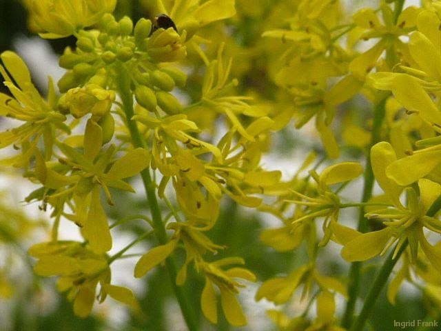 06.06.2012 - "Hortulus pharmaceuticus" oberhalb von Kressbronn