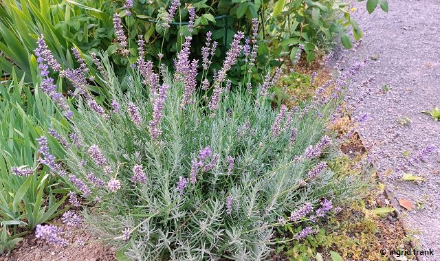 Lavandula officinalis / Echter Lavendel