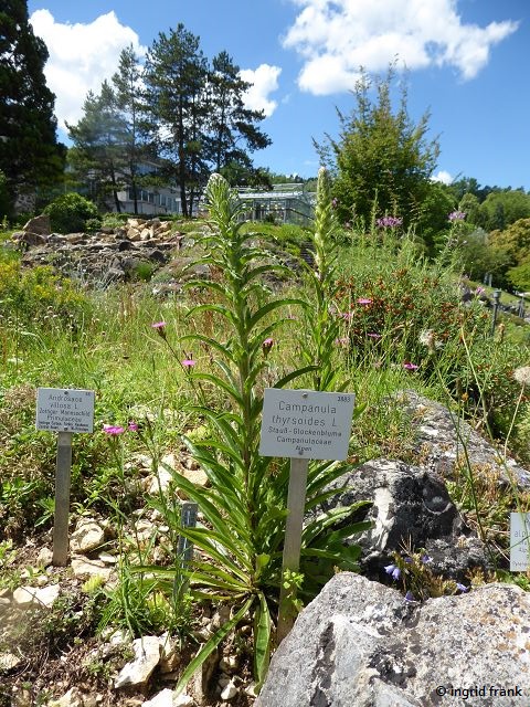 25.06.2022 - Botanischer Garten der Universität Tübingen