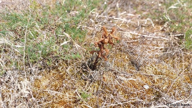 Orobanche arenaria / Sand-Sommerwurz