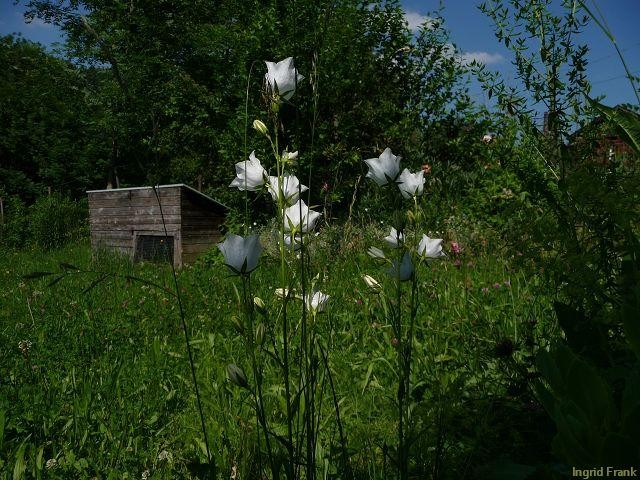 24.06.2010 - Im eigenen Garten