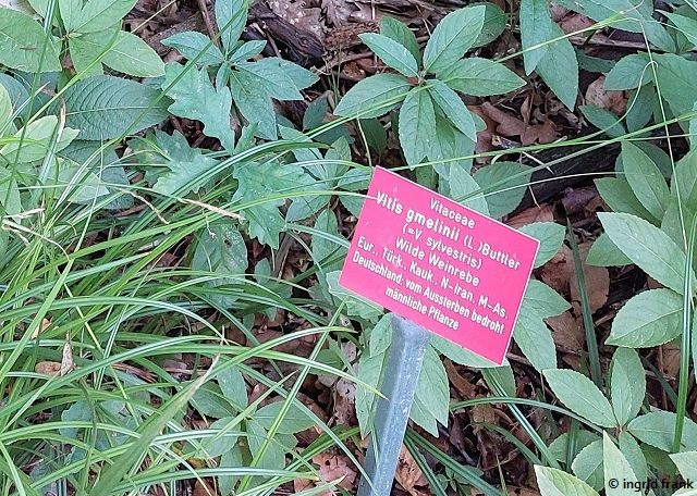 10.08.2023 - Botanischer Garten Frankfurt am Main