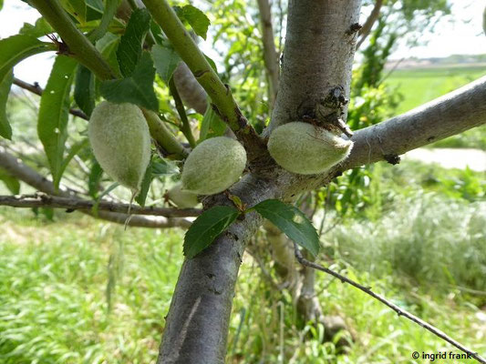 Prunus amygdalus / Mandelbaum     (28.04.2019; Italien, Autobahnraststätte in der südlichen Poebene)