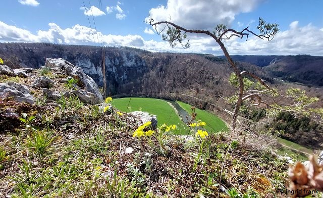 Alyssum montanum ssp. montanum / Berg-Steinkraut (selten Schwäbische Alb, Hegau, südliche Oberrheinebene)