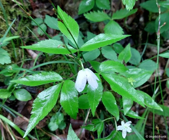 15.05.2026 - Trentino, Parco Fluviale Torrente Centa