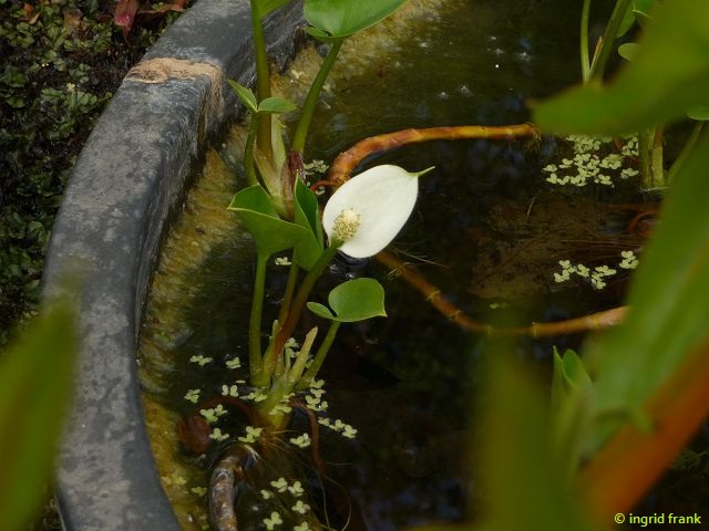 05.05.2014 - Botanischer Garten Berlin