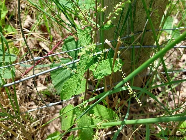 24.06.2024 - NSG Sandhausener Düne, Pferdstrieb