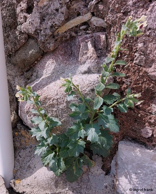 30.09.2025 - Sizilien, Gasse in Forza d'Agró