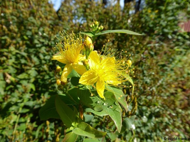 17.09.2018 - Schlosspark Weinheim, Heilkräutergarten