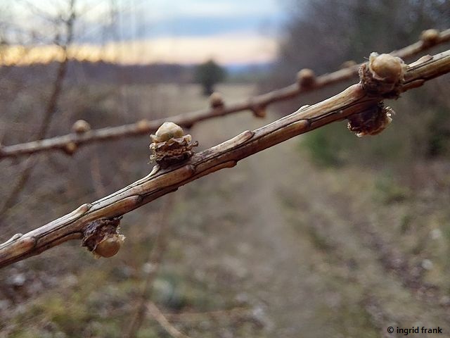 03.03.2026 - Weingarten, Panzerbuckel