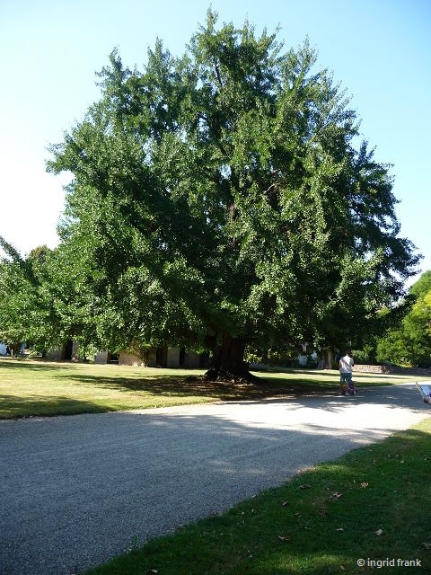 10.09.2016 - Parc de Schoppenwihr bei Colmar (weiblicher Ginkgo, etwa 150 Jahre alt)