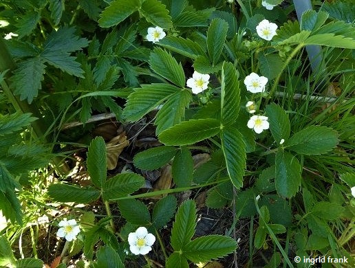 Fragaria viridis / Knack-Erdbeere    V-VI