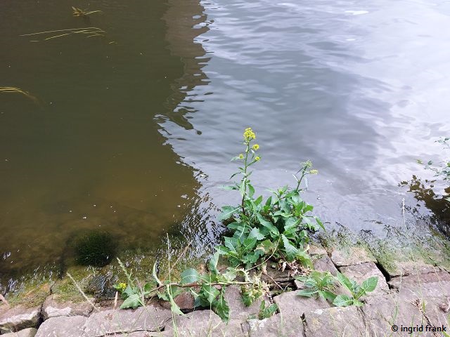24.05.2025 - Heidelberg, nördliches Neckarufer