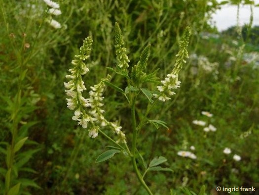 Melilotus albus / Weißer Steinklee
