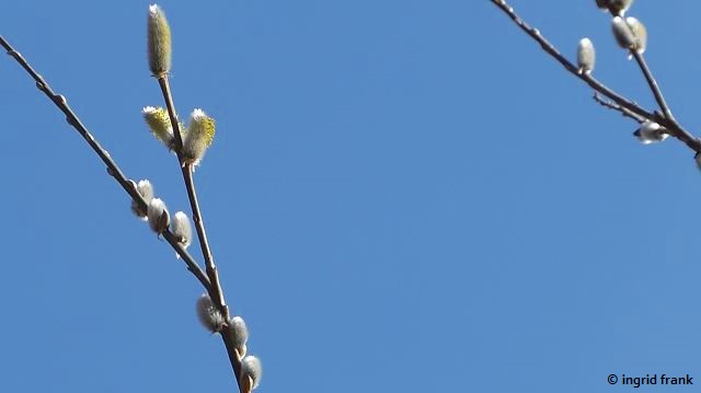 Salix viminalis - Korb-Weide