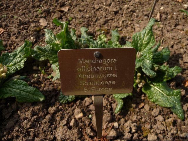 27.03.2014 - Botanischer Garten der Universität Basel