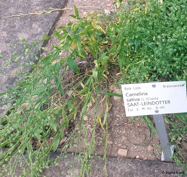 19.06.2026 - Botanischer Garten der Universität Ulm