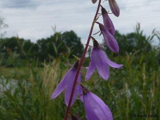 Campanula rapunculoides / Acker-Glockenblume    VI-IX