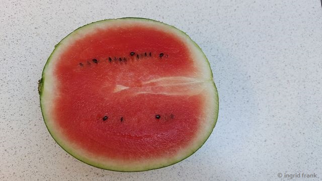 Citrullus lanatus - Wassermelone