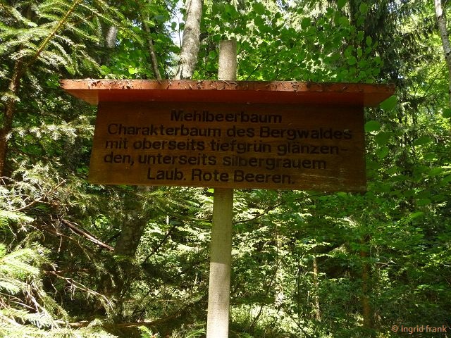 20.06.2017 - Auf der Zollernalb bei Albstadt