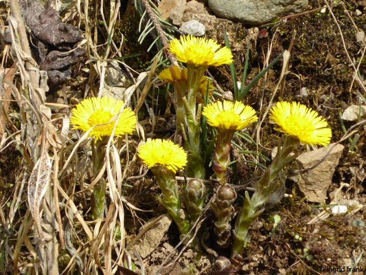 Tussilago farfara 