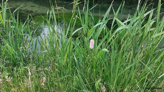 01.06.2025; Zwiefalter Ach bei Gossenzugen