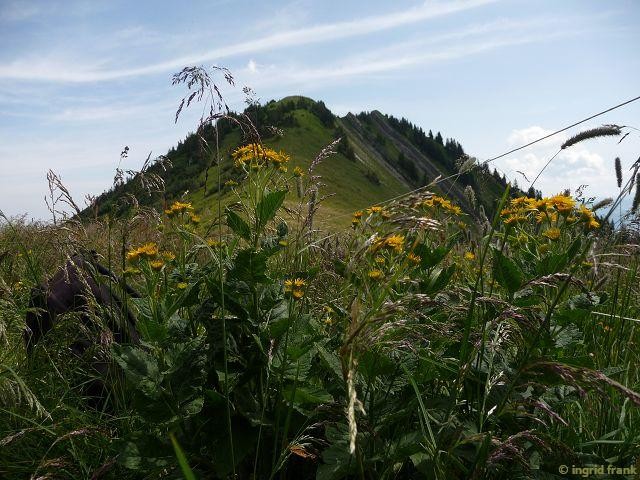 12.07.2015 - Auf dem Weg zur Mörzelspitze in Vorarlberg