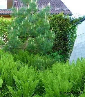 Pinus sylvestris / Gewöhnliche Kiefer, Wald-Kiefer, Rot-Kiefer    V-VI