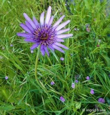Tragopogon porrifolius / Haferwurz