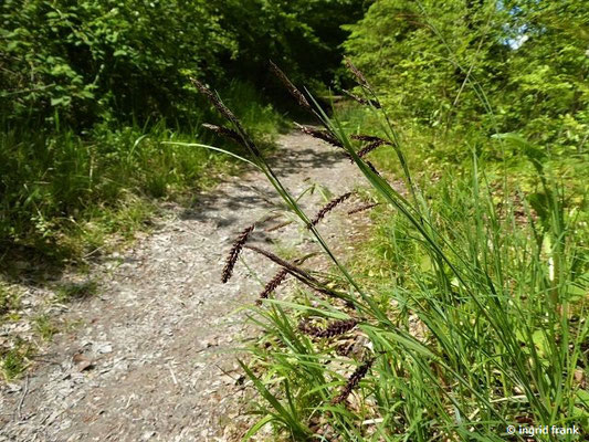Carex flacca / Schlaffe Segge, Blaugrüne Segge